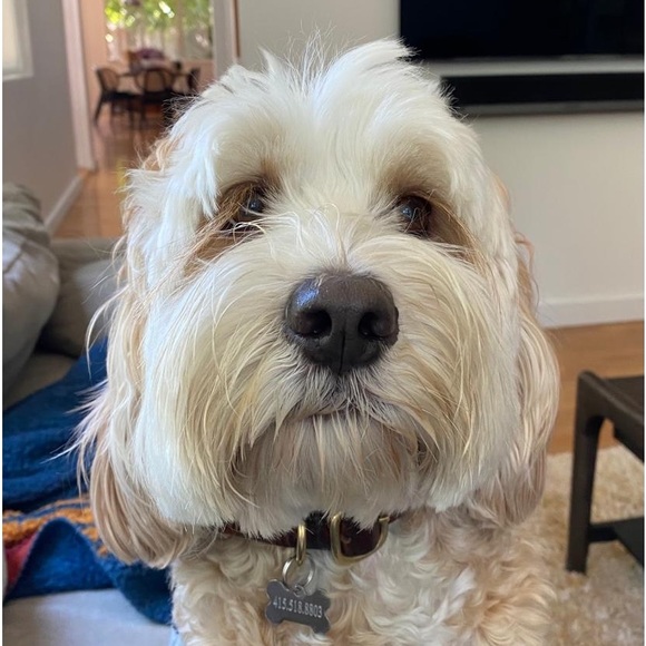 Meet your Posher, Carla - Picture 1 of 1